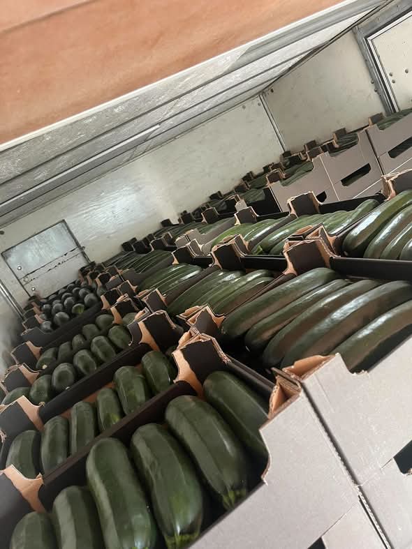 Calabacines en venta Cantidades por palé Posibilidad de cooperación a largo plazo Número de teléfono [teléfono]