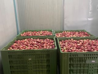 Gala Devil 30t a la venta en caja, empacado