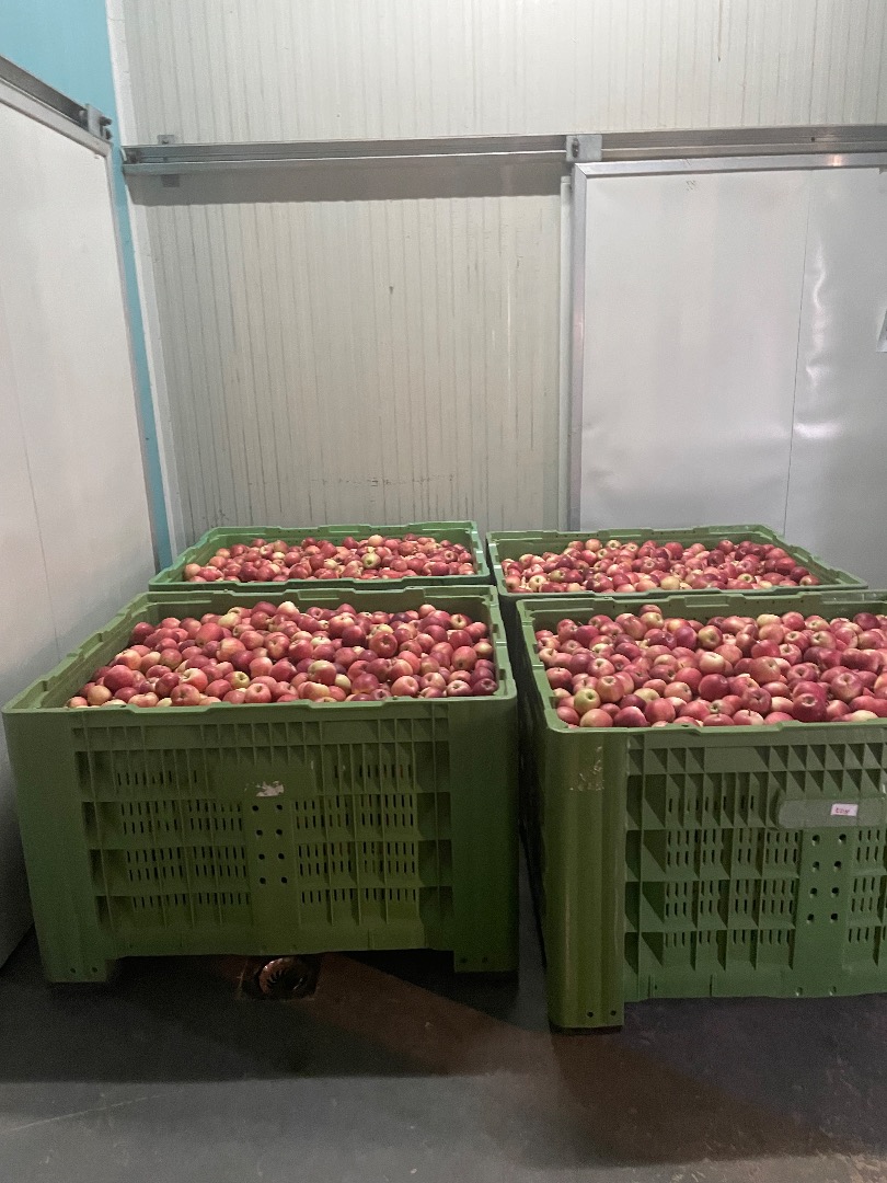 Gala Devil 30t a la venta en caja, empacado alrededor de 320 kg por caja
