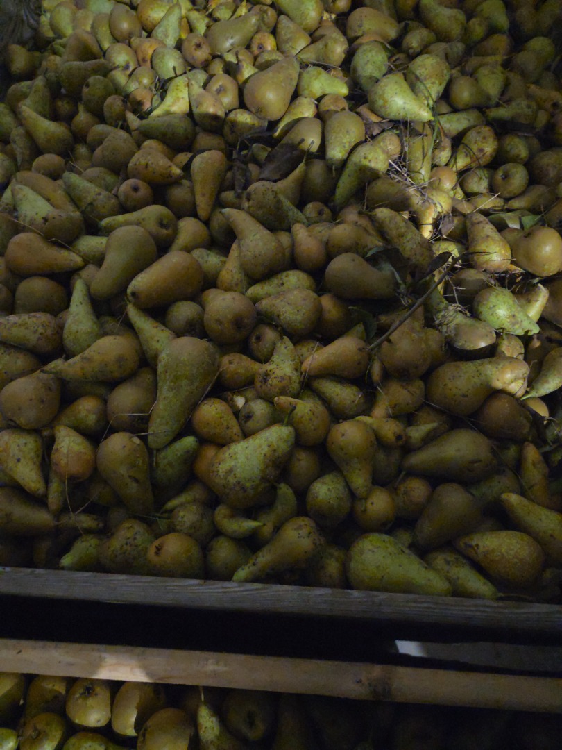 Venderé peras Conference destinadas al secado o a la industria del jugo