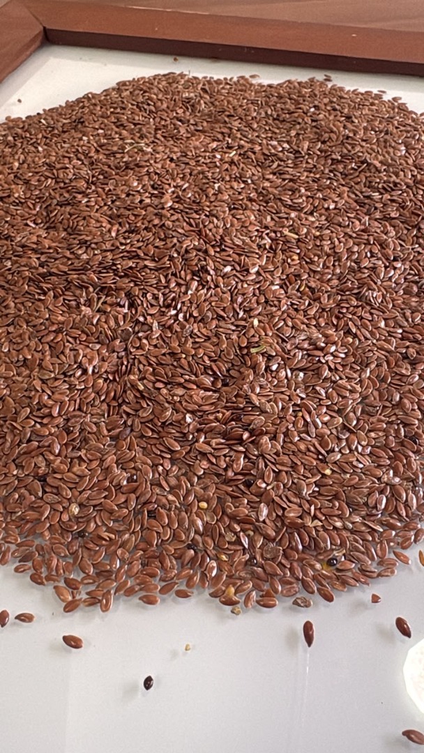 Aceite de linaza de origen kazajo disponible para exportación