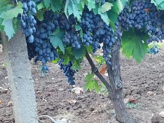 Uvas de postre Perla Negra