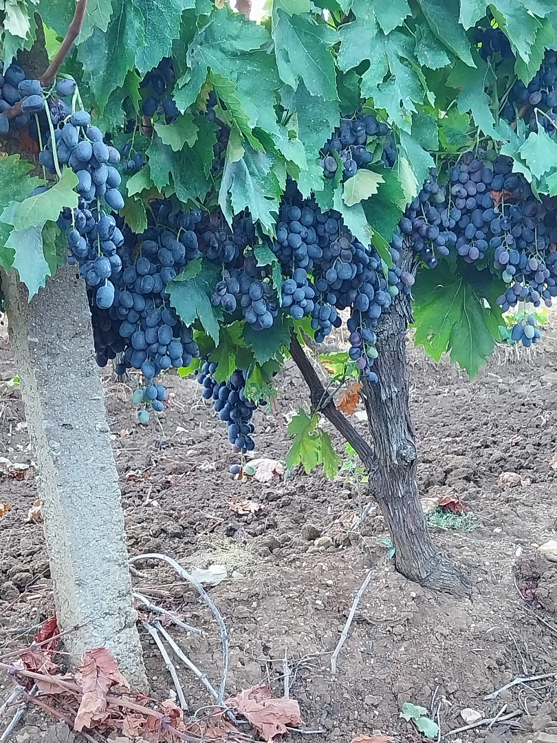 Uvas de postre Perla Negra