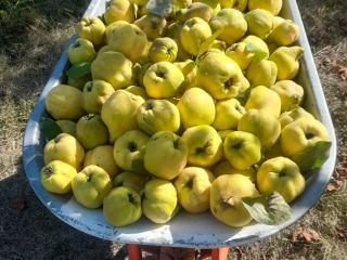 Vendo 500 kg de membrillo orgánico.