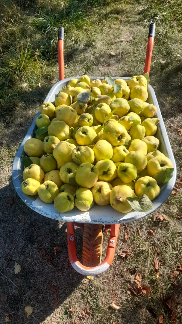 Vendo 500 kg de membrillo orgánico