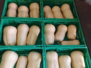 Hola. Tengo una calabaza butternut en venta. Para más