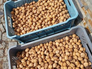 Vendo nueces frescas de la cosecha de este año,