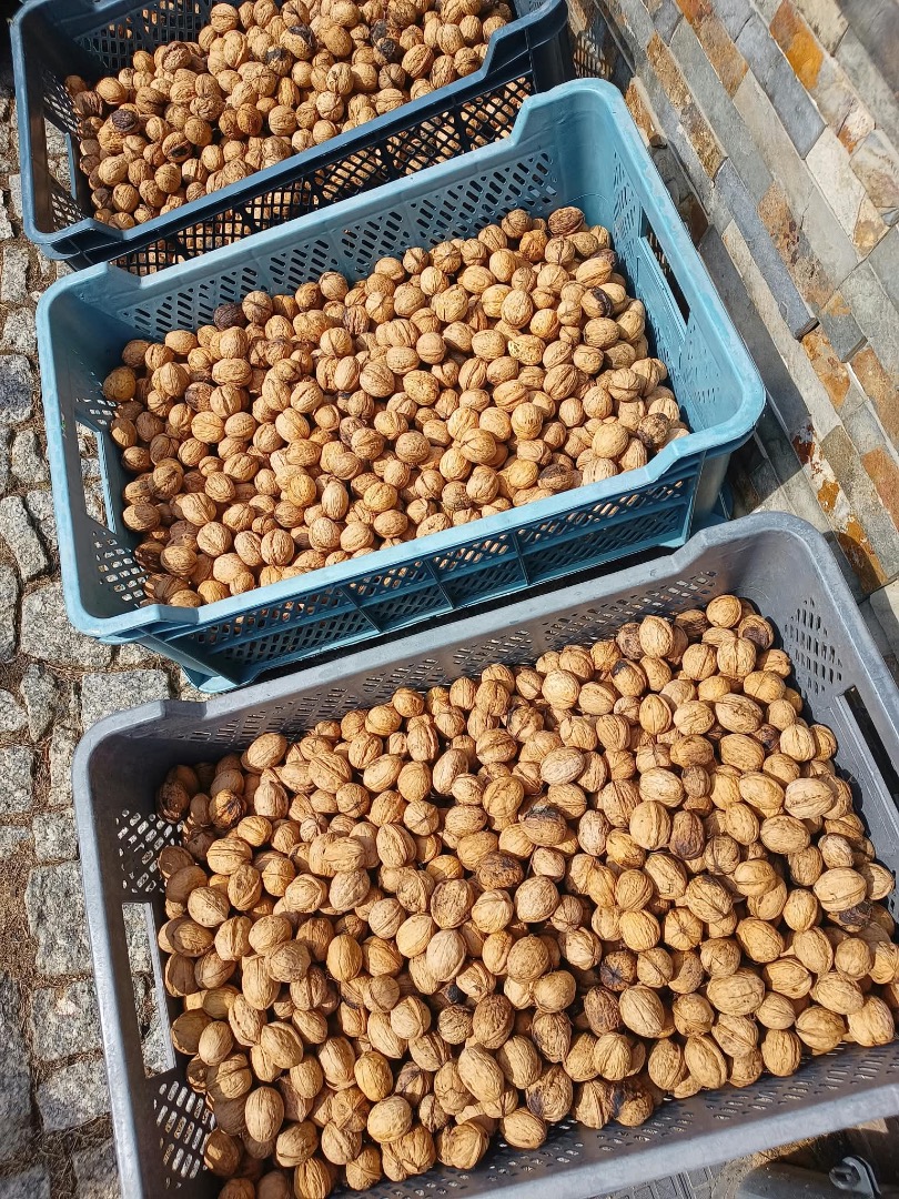 Vendo nueces frescas de la cosecha de este año, aproximadamente 1 tonelada, precio 15 PLN por kilogramo, negociable