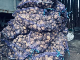 Papas Soraya, tamaño 55+. Ecológicas, sin fertilizantes. Somos una