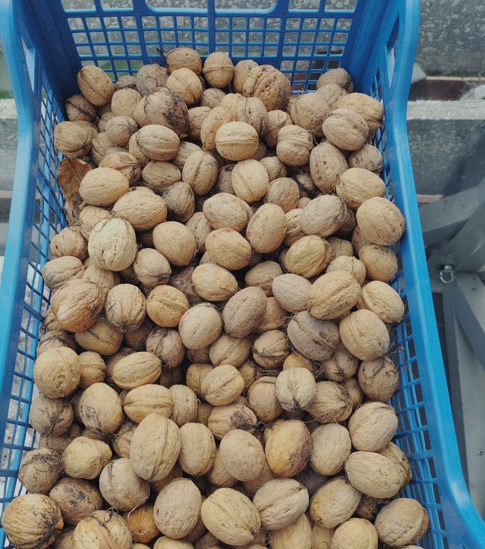 Los árboles de este año crecen alejándose de la carretera