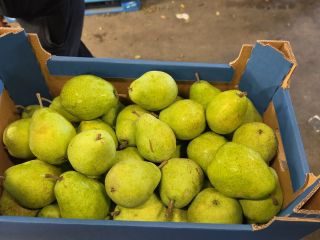 Venderé una pera Lukasovka