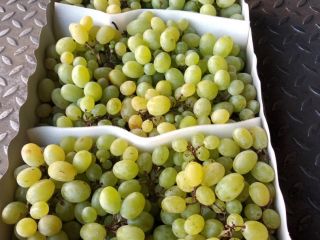 Venderé uvas para la industria, por ejemplo, para prensado,