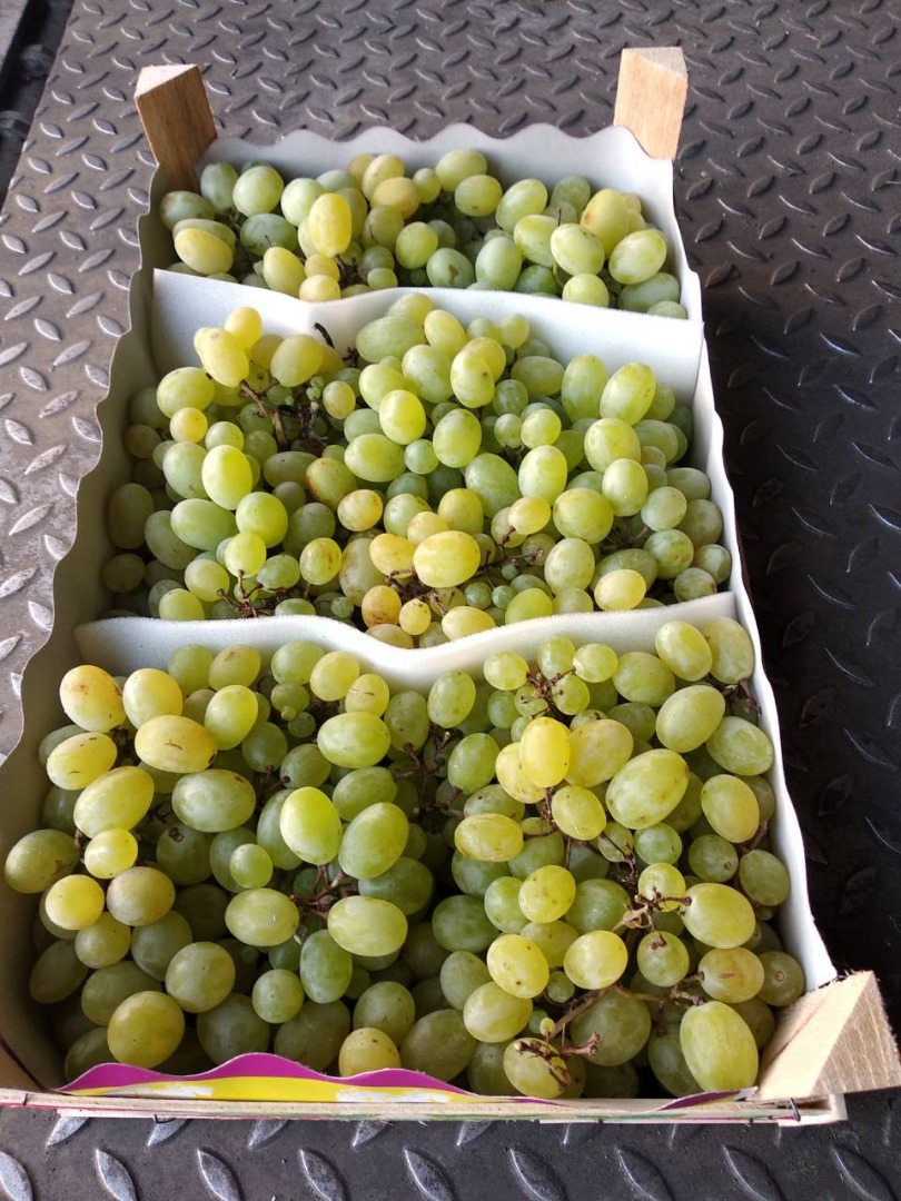 Venderé uvas para la industria, por ejemplo, para prensado, jugo, concentrado, etc