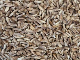 OFERTA Cardo mariano (Silybum) Producto: Cardo mariano (Silybum marianum)