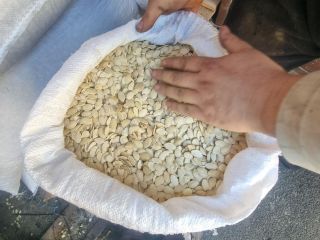 OFERTA: Calabaza sin cáscara Ofrecemos semillas de calabaza secas