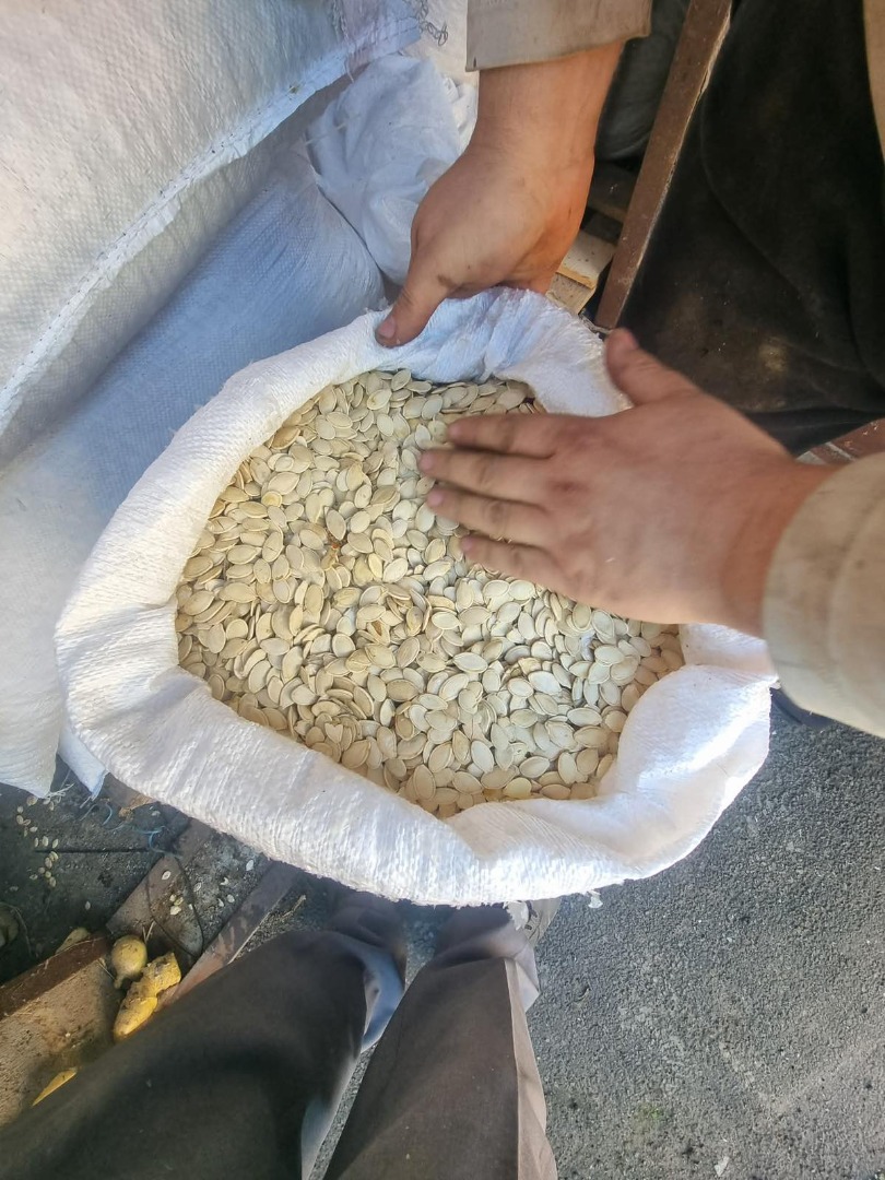 OFERTA: Calabaza sin cáscara Ofrecemos semillas de calabaza secas sin cáscara de la más alta calidad para la industria alimentaria y de piensos