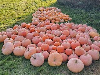 Venderé calabazas bambino, justynka