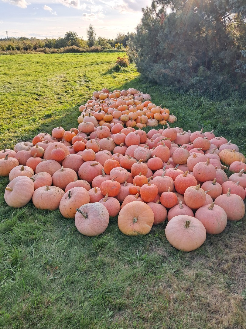 Venderé calabazas bambino, justynka