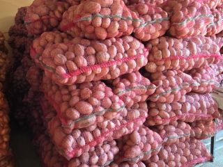 VENTA DE PAPAS BELLA ROSA – CALIBRE 55+ –