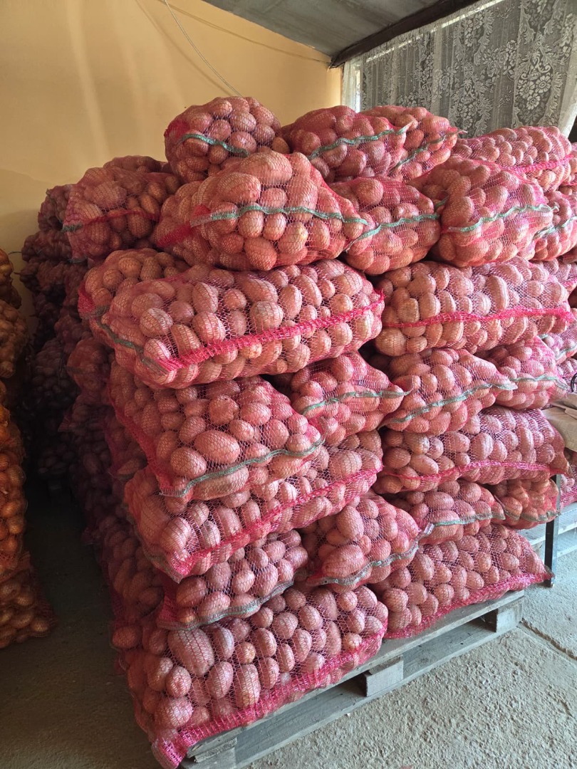 VENTA DE PAPAS BELLA ROSA – CALIBRE 55+ – HASTA 100 TONELADAS Productor agrícola ofrece a la venta papas para consumo, variedad Bella Rosa, calibre 55+