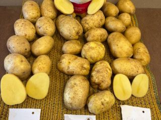 Ofrecemos papas de nuestra propia producción FITO, con la