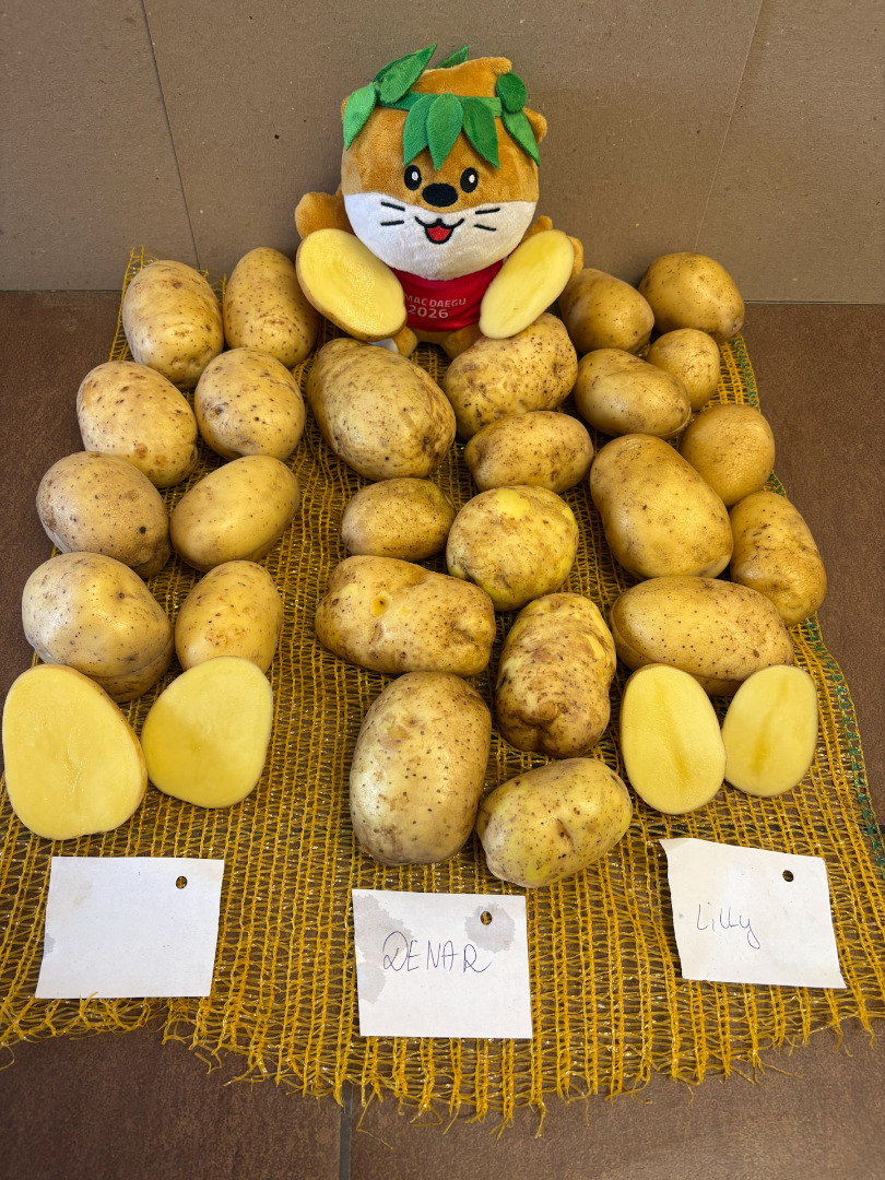 Ofrecemos papas de nuestra propia producción FITO, con la posibilidad de prepararlas en una variedad de envases adaptados a las necesidades del cliente