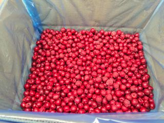 Cerezas ácidas sin hueso IQF 1 cl. Oblacinska