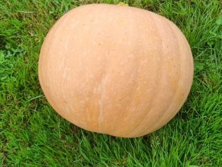 Buenos días, tengo una calabaza en venta - variedad