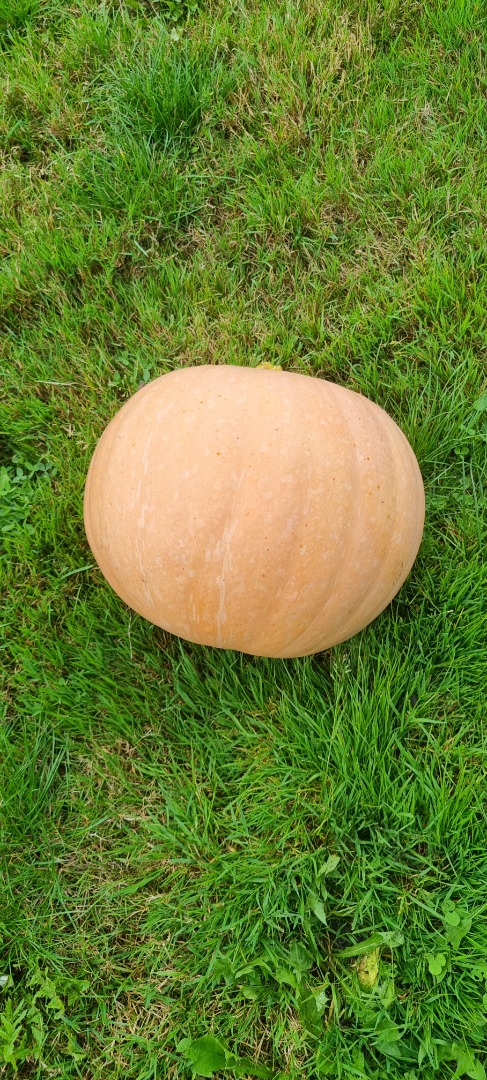 Buenos días, tengo una calabaza en venta - variedad Otylia - entera o pelada