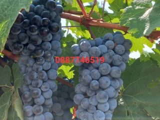 Uvas Cabernet Sauvignon y Rkatsiteli. Distrito de Plovdiv, con