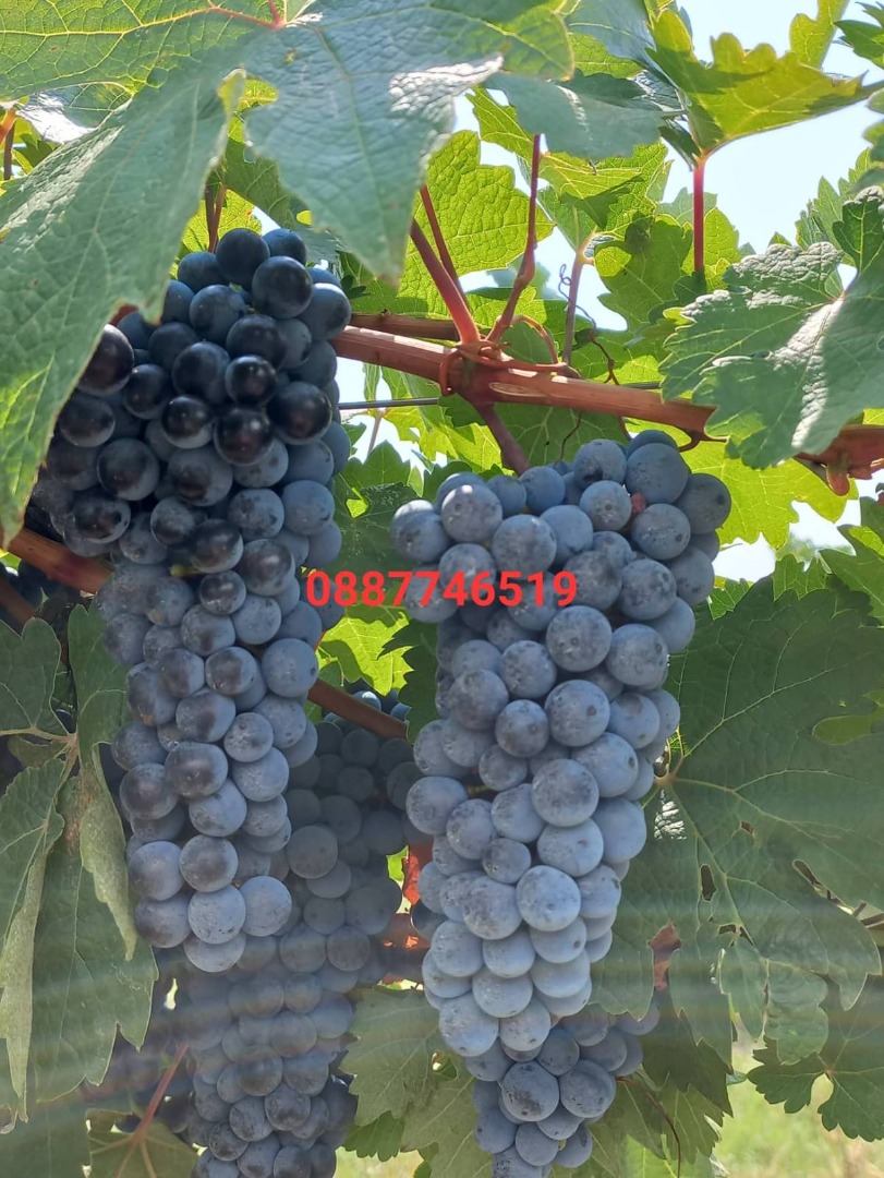Uvas Cabernet Sauvignon y Rkatsiteli