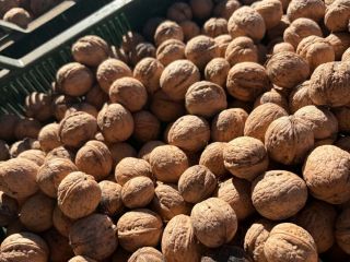 Vendo nueces de la cosecha de 2026, procedentes de