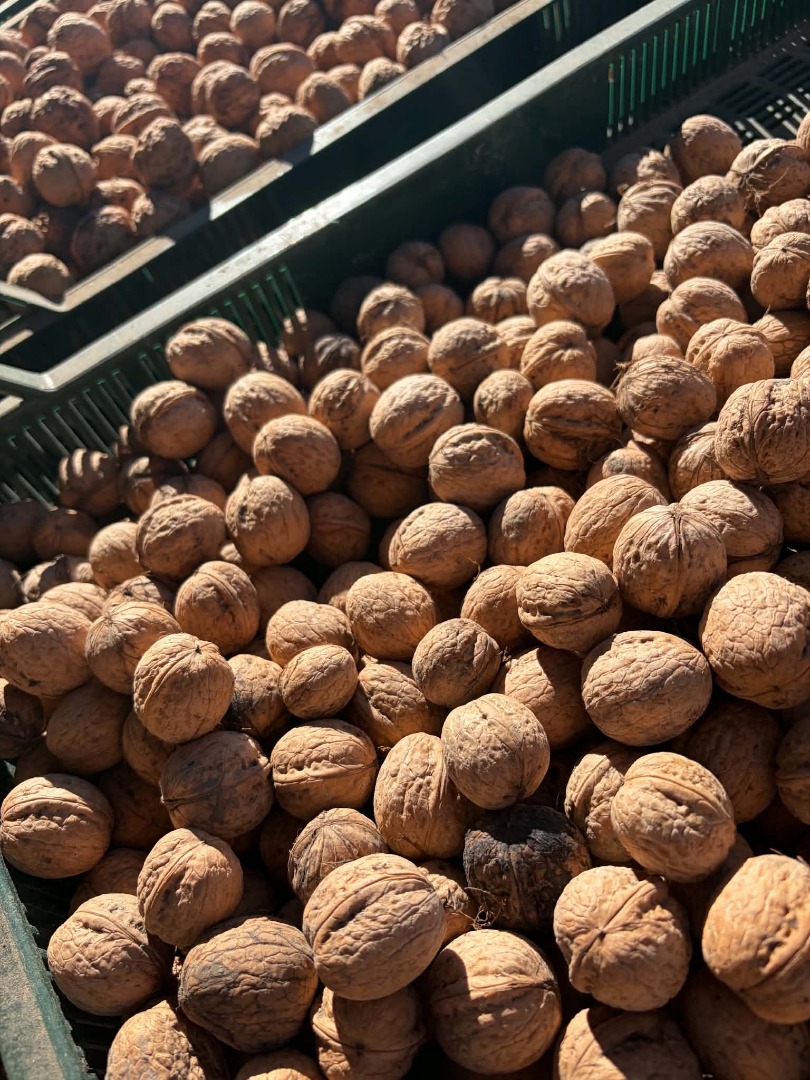 Vendo nueces de la cosecha de 2026, procedentes de mi propia finca