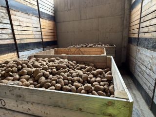 VENTA AL POR MAYOR DE PAPAS – POLONIA Y