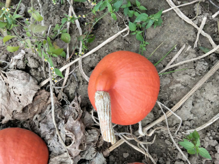 Hola, tengo calabazas Hokkaido | Red Kuri a la