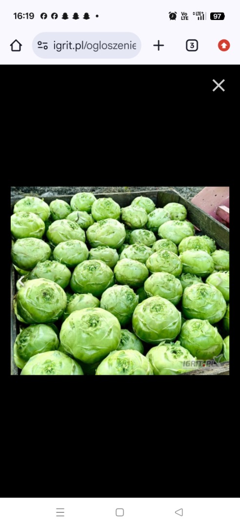 Venderé kolrabi kossak, perfecto para escuelas, alimentos congelados o ensaladas, peso 0,5-3 kg [teléfono]