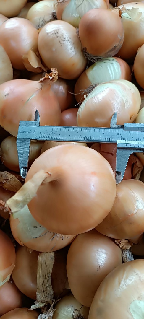 ¡Cebollas a la venta! Disponibles por tonelada
