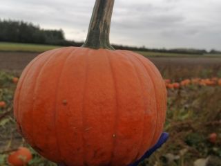 Calabazas de Halloween en venta, Spitfire Gomez Racer Aladdin