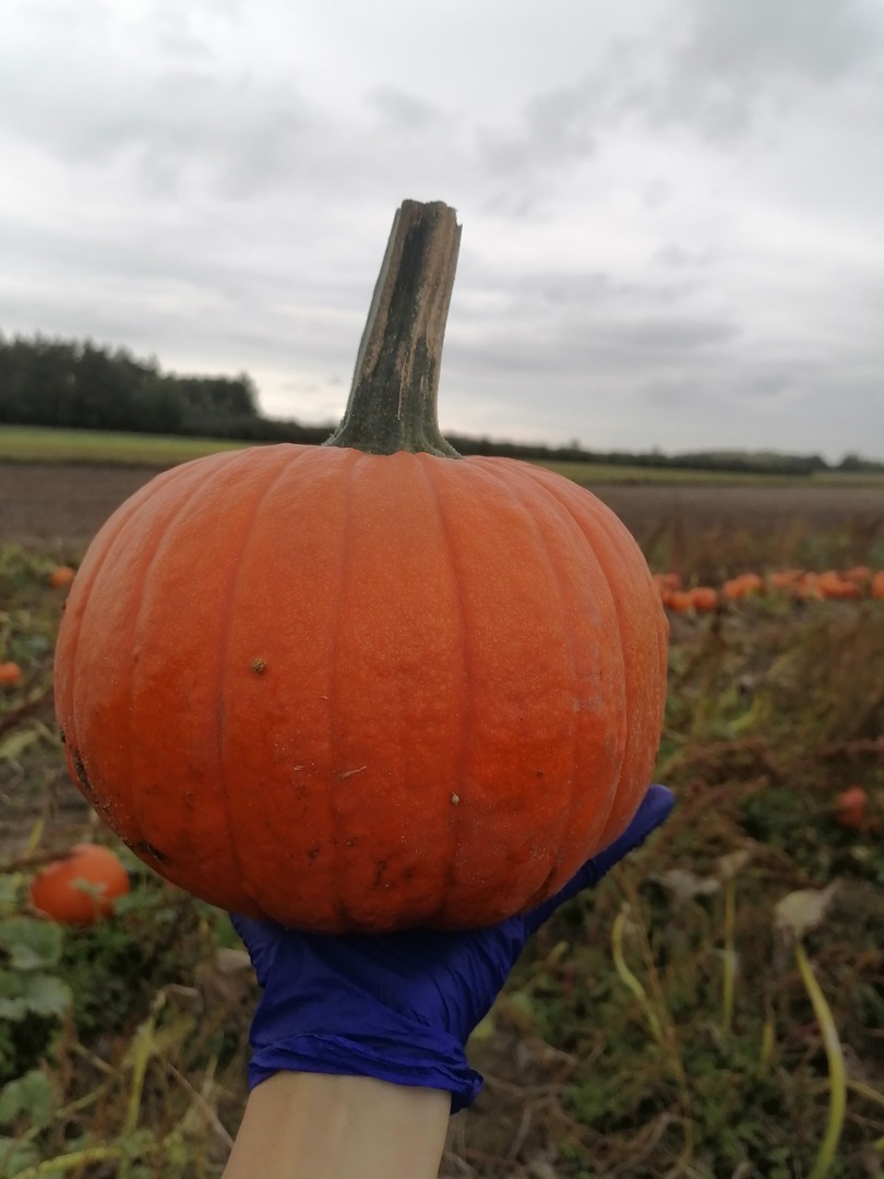 Calabazas de Halloween en venta, Spitfire Gomez Racer Aladdin calibre 1-10
