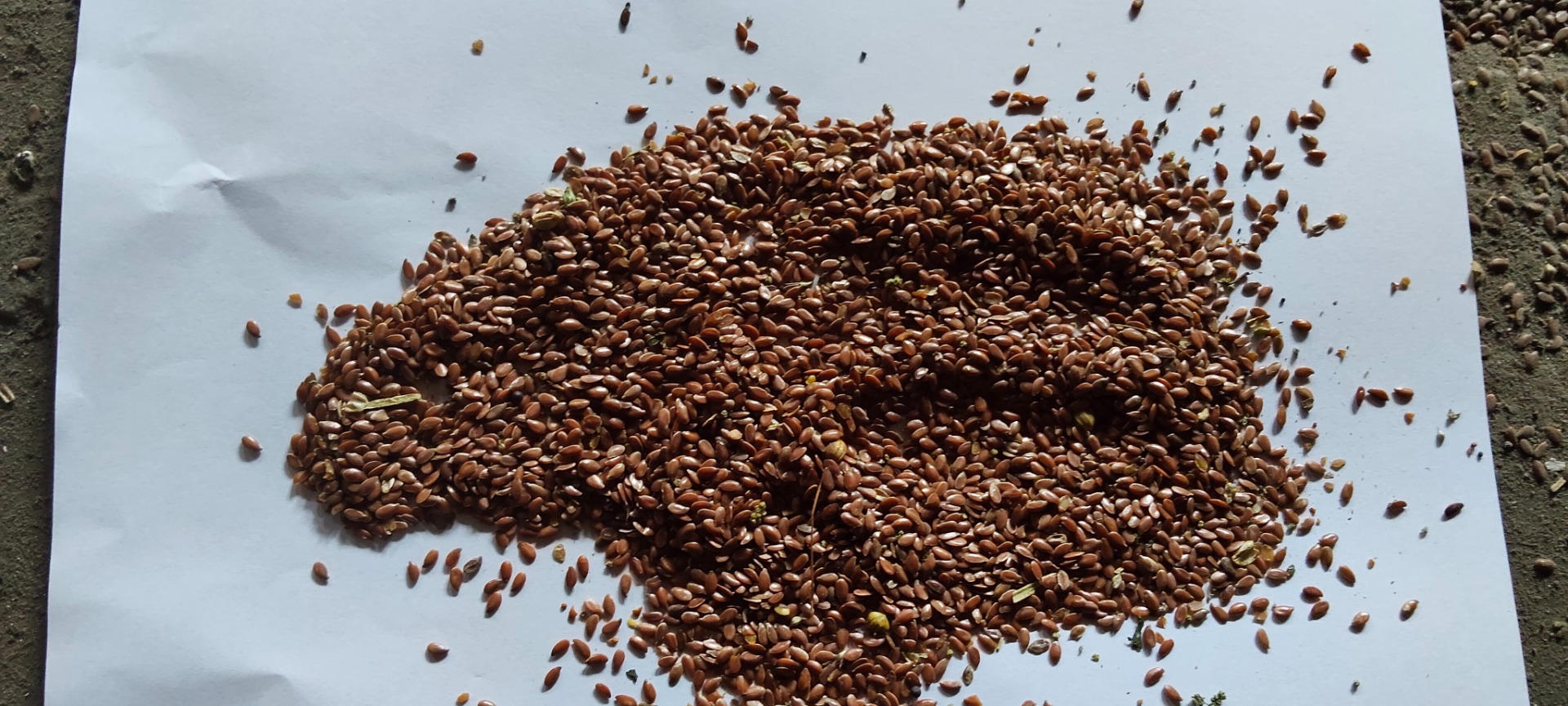 Buenos días, tengo a la venta unas 45 toneladas de linaza, con una pureza de aproximadamente el 95% y un contenido de humedad del 7,5%