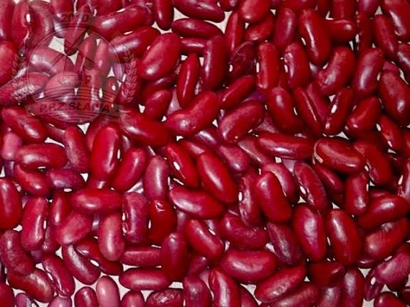 Hola, vendo frijoles rojos, cosecha 2026