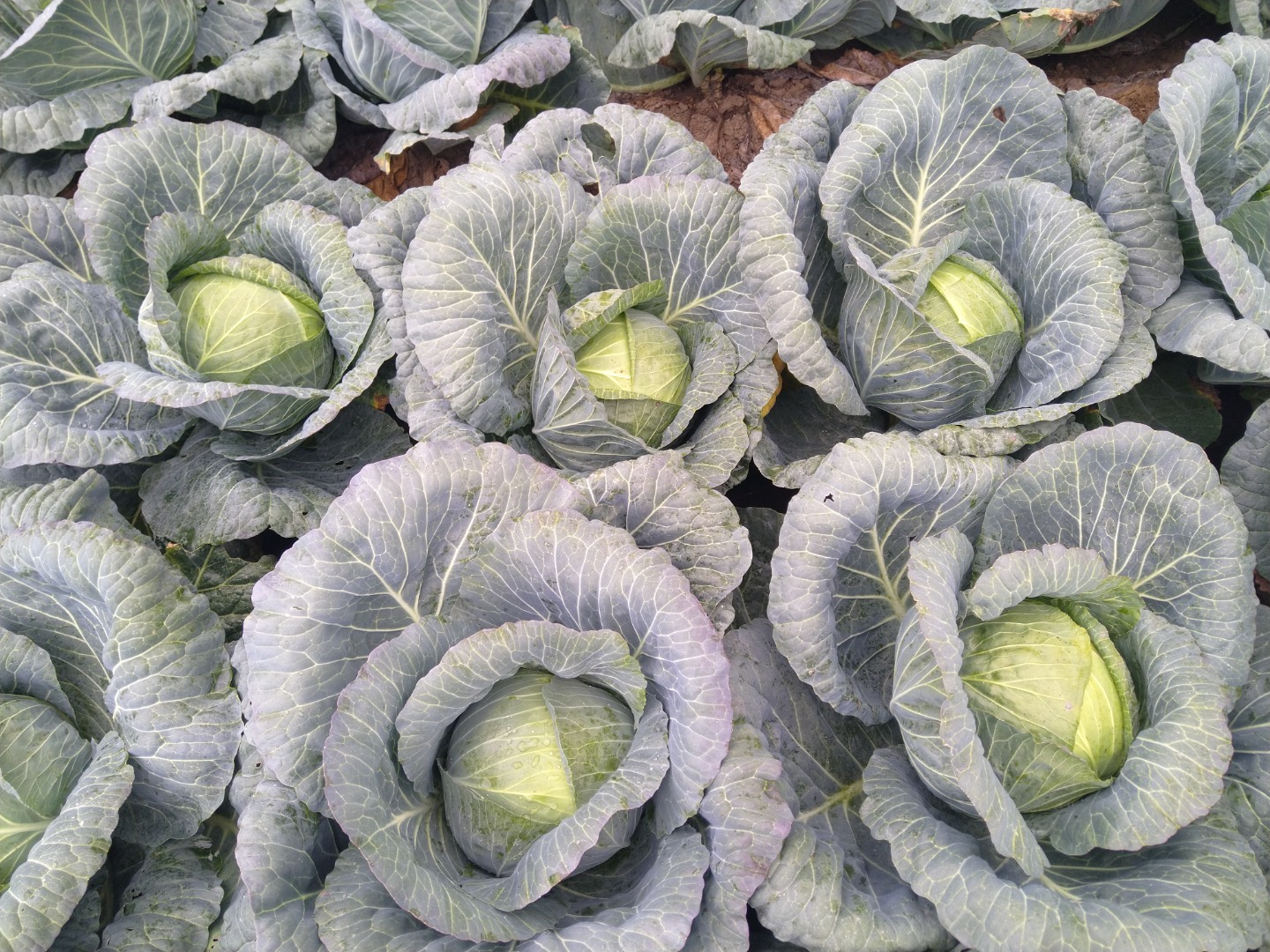Vendo repollo blanco, variedad REPORT, posteriormente ANCOMA, de 2-3 kg