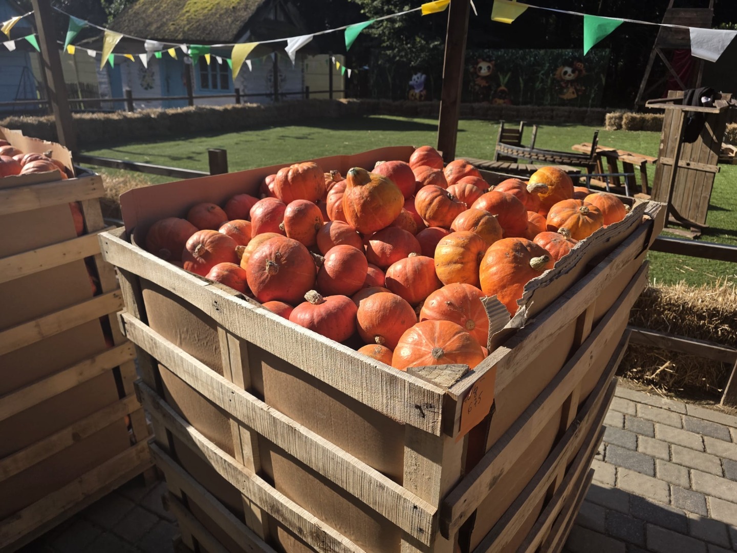 Vendo calabazas a un precio atractivo de 1000 PLN por aproximadamente 2,5 toneladas