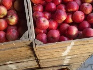 Manzanas de diferentes variedades.
