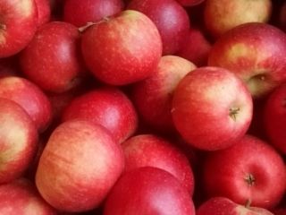 Manzanas de diferentes variedades.