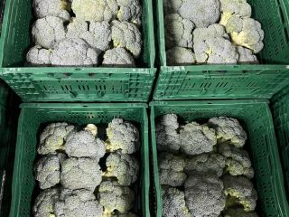 Brócoli fresco (exportación y venta al por menor) o