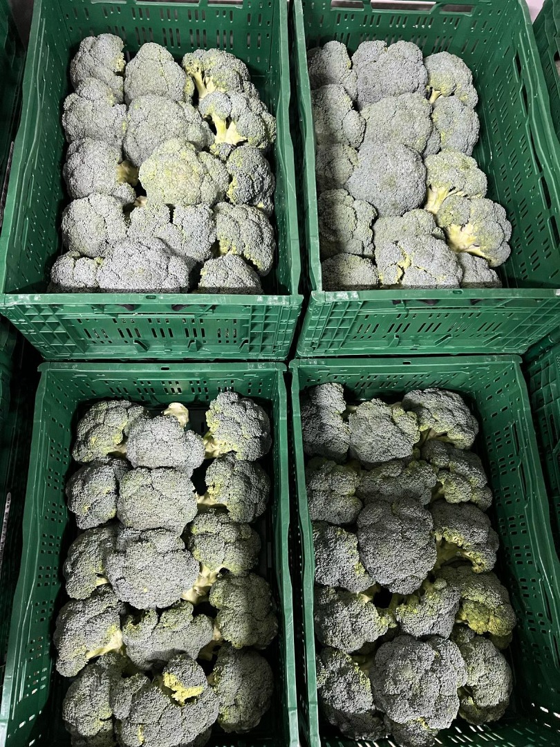 Brócoli fresco (exportación y venta al por menor) o Calidad: Floretes compactos de color verde intenso