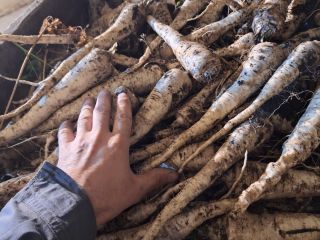Hola, vendo perejil de Arat, cosechado por encargo. Producto