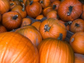 Tengo aproximadamente 15 toneladas de calabazas Magician a la