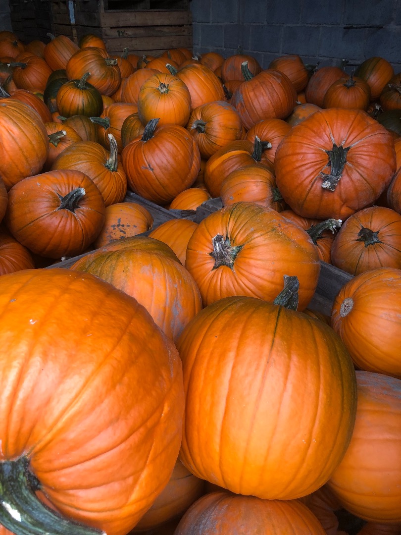Tengo aproximadamente 15 toneladas de calabazas Magician a la venta, para más información llame al [teléfono]